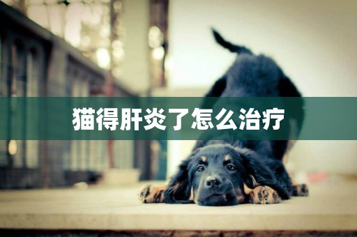 貓得肝炎了怎么治療