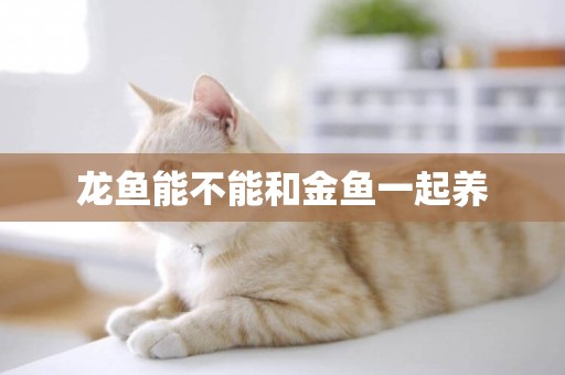 龍魚能不能和金魚一起養