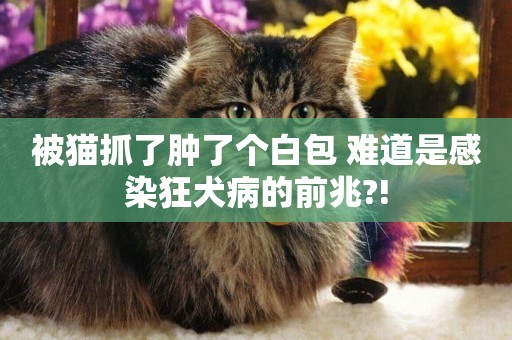 被貓抓了腫了個白包 難道是感染狂犬病的前兆?!