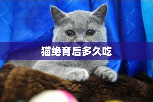 貓絕育后多久吃
