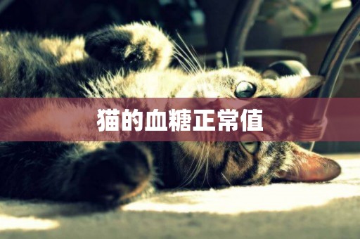 貓的血糖正常值