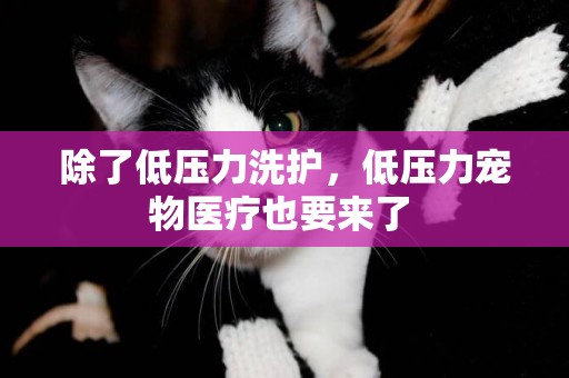除了低壓力洗護，低壓力寵物醫療也要來了 