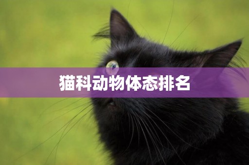 貓科動物體態排名