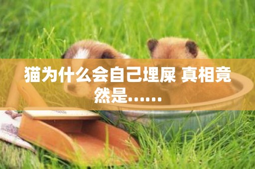 貓為什么會自己埋屎 真相竟然是……