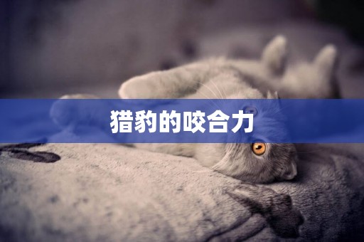 獵豹的咬合力