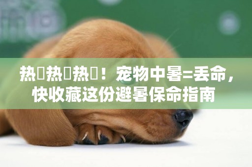 熱?熱?熱?！寵物中暑=丟命，快收藏這份避暑保命指南 
