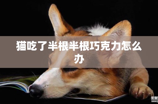 貓吃了半根半根巧克力怎么辦