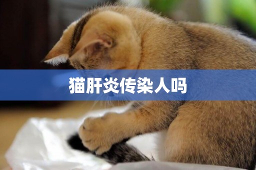 貓肝炎傳染人嗎