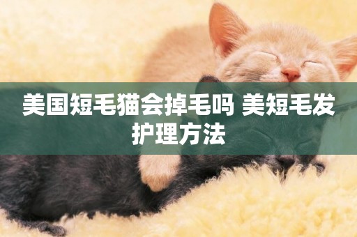 美國短毛貓會掉毛嗎 美短毛發護理方法