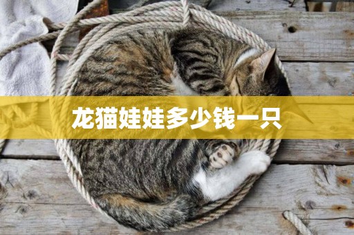 龍貓娃娃多少錢一只