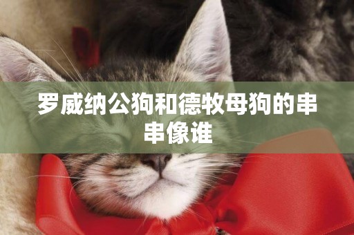羅威納公狗和德牧母狗的串串像誰