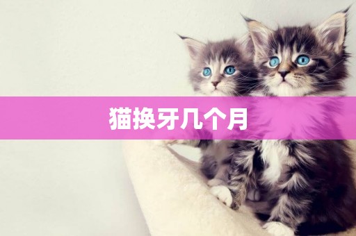 貓換牙幾個月