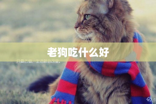 老狗吃什么好