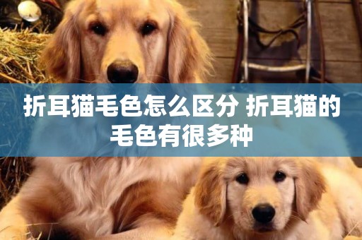 折耳貓毛色怎么區分 折耳貓的毛色有很多種