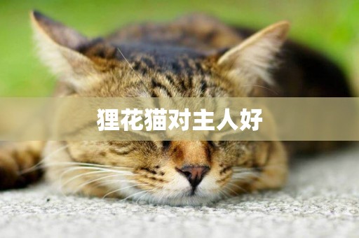 貍花貓對主人好
