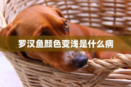 羅漢魚顏色變淺是什么病