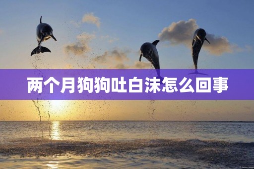 兩個月狗狗吐白沫怎么回事