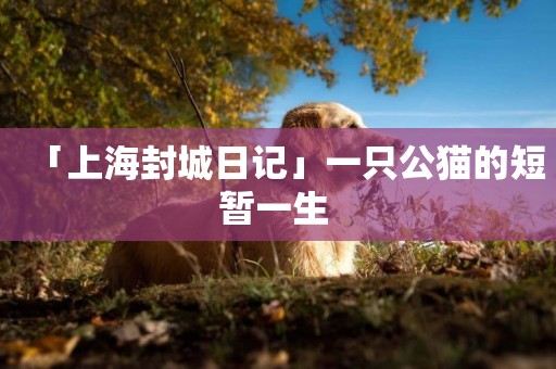 「上海封城日記」一只公貓的短暫一生 