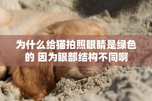 為什么給貓拍照眼睛是綠色的 因為眼部結構不同啊 為什么給貓拍照眼睛是綠色的 因為眼部結構不同啊