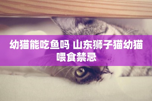 幼貓能吃魚嗎 山東獅子貓幼貓喂食禁忌