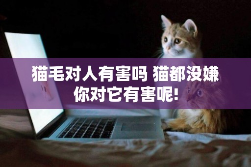 貓毛對人有害嗎 貓都沒嫌你對它有害呢! 貓毛對人有害嗎 貓都沒嫌你對它有害呢!