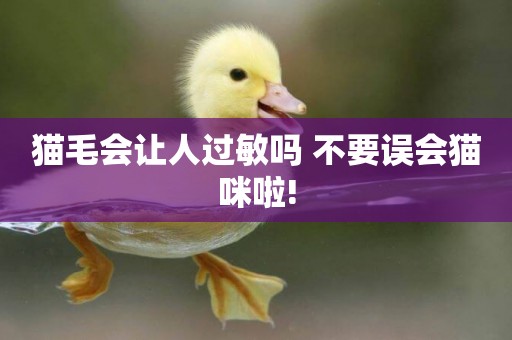 貓毛會讓人過敏嗎 不要誤會貓咪啦!