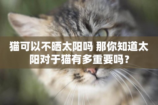 貓可以不曬太陽嗎 那你知道太陽對于貓有多重要嗎？