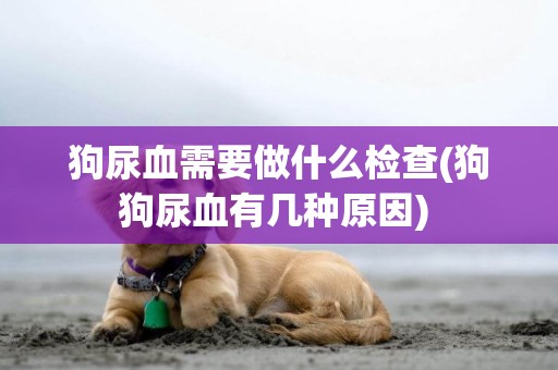 狗尿血需要做什么檢查(狗狗尿血有幾種原因) 