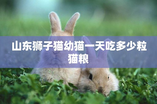 山東獅子貓幼貓一天吃多少粒貓糧