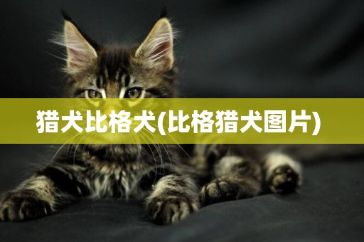 獵犬比格犬(比格獵犬圖片) 