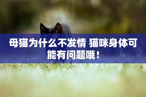 母貓為什么不發情 貓咪身體可能有問題哦！