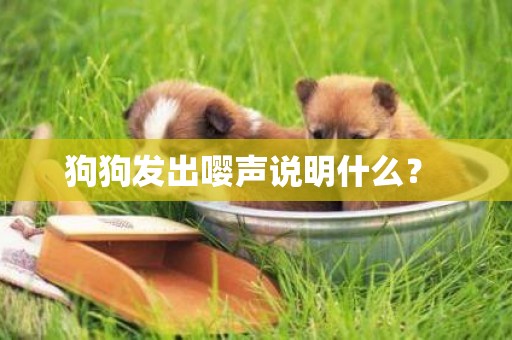 狗狗發出嚶聲說明什么？ 