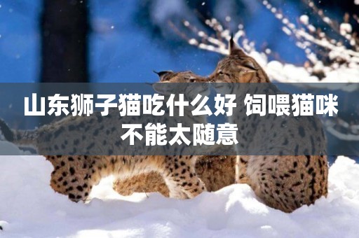 山東獅子貓吃什么好 飼喂貓咪不能太隨意