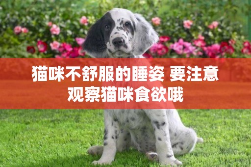 貓咪不舒服的睡姿 要注意觀察貓咪食欲哦