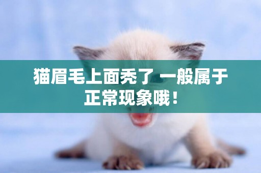 貓眉毛上面禿了 一般屬于正常現象哦！