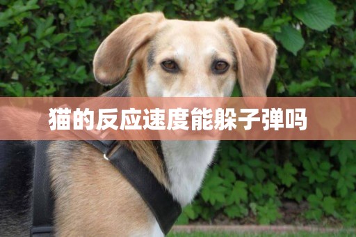 貓的反應速度能躲子彈嗎
