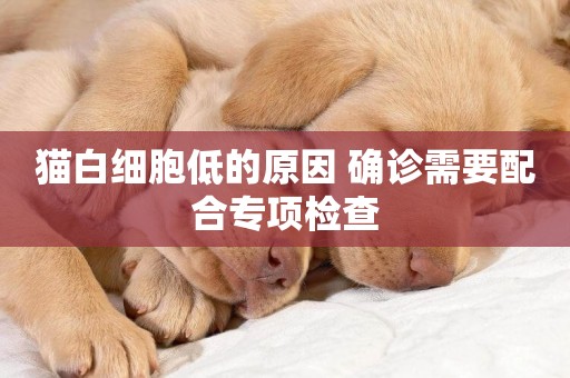 貓白細胞低的原因 確診需要配合專項檢查