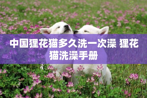 中國貍花貓多久洗一次澡 貍花貓洗澡手冊