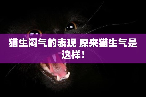 貓生悶氣的表現 原來貓生氣是這樣！