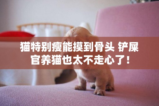 貓特別瘦能摸到骨頭 鏟屎官養貓也太不走心了！