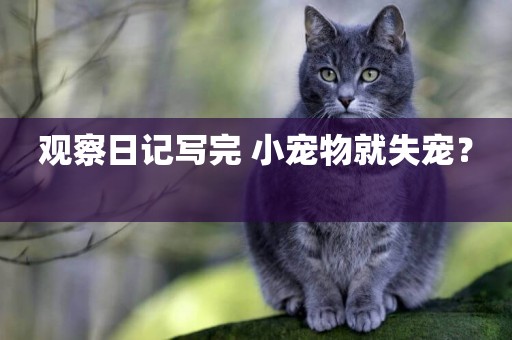 觀察日記寫完 小寵物就失寵？ 