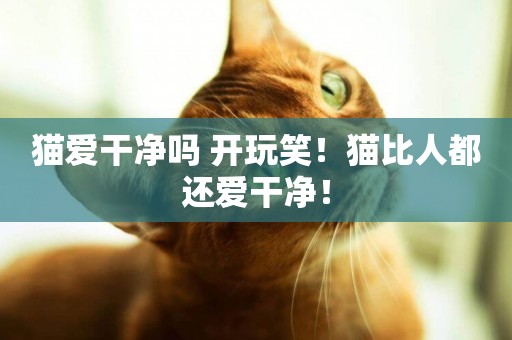 貓愛干凈嗎 開玩笑！貓比人都還愛干凈！