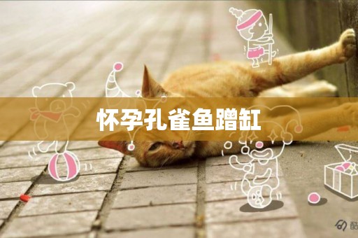 懷孕孔雀魚蹭缸