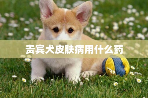 貴賓犬皮膚病用什么藥