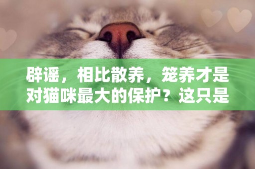 辟謠，相比散養，籠養才是對貓咪最大的保護？這只是自私的托詞 