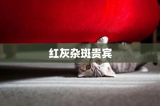 紅灰雜斑貴賓