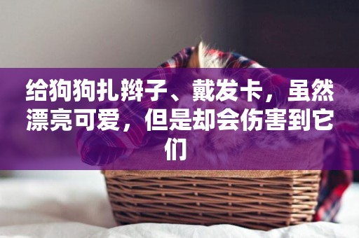 給狗狗扎辮子、戴發卡，雖然漂亮可愛，但是卻會傷害到它們 
