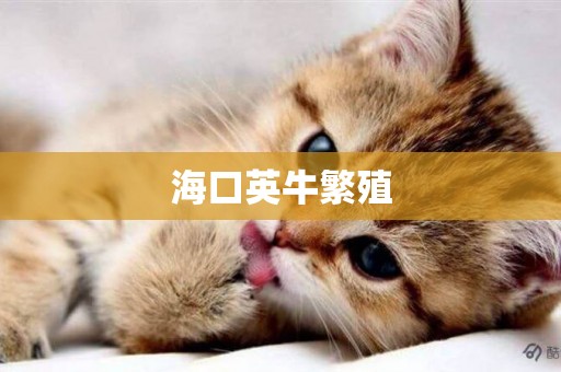 海口英牛繁殖