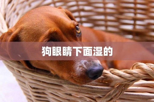 狗眼睛下面濕的