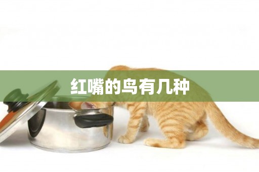 紅嘴的鳥有幾種